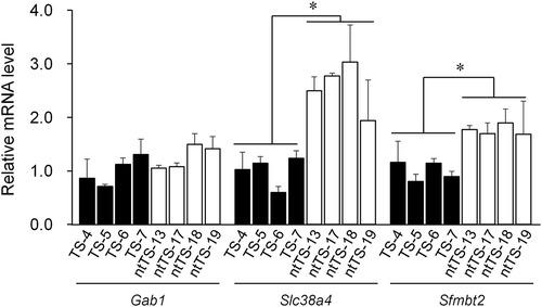 Figure 2. RT-qPCR analysis for Gab1, Slc38a4, and Sfmbt2. Four distinct IVF- and SCNT-derived TSC lines (TS-4, −5, −6, and −7; ntTS-13, −17, 18, and −19, respectively) were used. Each expression level was normalized against the level of beta-actin. Relative expression levels (mean ± standard deviation) from three independent experiments are shown. The average level of the IVF-derived lines was set as 1.0. *P < 0.01 (Student’s t-test).