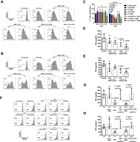 Figure 4 The effect of PANs or TANs from LSCC patients on the proliferation and cytokines production of T cells. (A–C) Representative histograms and statistics analysis of the proliferative capacity of CD4+T cells and CD8+ T cells at different ratio of coculture of PANs, TANs, PD-L1 (-) TANs or PD-L1 (+) TANs from LSCC patients with PBMCs. (D and E) IFN-γ and TNF-α production of T cells at different ratio of coculture of PANs, TANs from LSCC patients with PBMCs. Anti-PD-L1 neutralizing antibody partly weakens the suppression function of TANs on CD8+ T lymphocytes proliferation and cytokines production. (F) Representative histograms of proliferative capacity of CD8+ T cells following the coculture of TANs, PD-L1(-) TANs or PD-L1(+) TANs with PBMCs from LSCC patients at the addition of anti-PD-L1 neutralizing antibody or IgG control antibody. (G and H) IFN-γ and TNF-α production of T cells following the coculture of PD-L1(-) TANs, TANs, or PD-L1(+) TANs from LSCC patients with PBMCs at the addition of anti-PD-L1 neutralizing antibody. ns = p > 0.05, *p < 0.05, **p < 0.01.