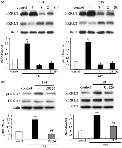 Figure 4. (A) Western blotting for phospho-ERK 1/2 and ERK 1/2 in HNECs after treatment with 2 μg/ml C-CPE 194 or C-CPE m19 for 4, 8, and 24 h. (B) Western blotting for phospho-ERK 1/2 and ERK 1/2 in HNECs at 4 h after treatment with 2 μg/ml C-CPE 194 or C-CPE m19 with or without 10 μM U0126. The corresponding expression levels of A and B are shown as bar graphs. **p < 0.01 versus control, ##p < 0.01 versus 194 or m19. 194: C-CPE 194, m19: C-CPE m19.