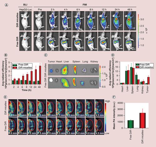 Figure 6. The in vivo fluorescence molecular imaging and photoacoustic imaging of HepG2-Luc tumor-bearing mice after tail vein injection of free DiR and DiR micelles. (A) In vivo fluorescence images of the mice at different time points; and (B) quantitative analysis of fluorescence intensity at different points. The tumors were circled with a broken black line; (C)ex vivo fluorescence images of major organs (heart, liver, spleen, lung and kidney) and tumor tissues at 48 h postinjection; (D) quantitative analysis of fluorescence intensity of free DiR and DiR micelles in each organ and tumor. (E) The distribution and (F) quantitative analysis of photoacoustic signals from free DiR and DiR micelles in tumors at a depth of 4.5 mm at 24 h postinjection. The tumors were circled in red.BLI: Bioluminescence imaging; DiR: 1,1′-Dioctadecyl-3,3,3′,3′-tetramethylindotricarbocyanine iodide; DiR micelles: DiR-loaded PEG-poly (ε-caprolactone) micelles; FMI: Fluorescence molecular imaging; PA: Photoacoustic.