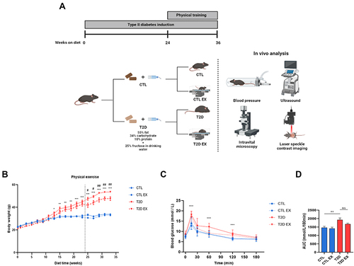 Figure 1 Effect of physical exercise on hemodynamic and metabolic parameters in type 2 diabetes (T2D) mice. Study design (A) C57BL/6 mice were randomly divided into 4 groups: sedentary control group (CTL), which received a grain-based diet throughout the experiment; the sedentary type 2 diabetic group, which had access to a high-carbohydrate, high-fat diet throughout the experiment (T2D); the physical exercise control group, which received normal chow and underwent a physical exercise protocol (30 min session, 3 times per week, 12 weeks)(CTL EX); and the physical exercise type 2 diabetic group, which had access to a high-carbohydrate, high-fat diet and underwent the same physical exercise protocol (T2D EX). At the end of the 36-week protocol, mice underwent in vivo analysis, including systolic blood pressure analysis, liver ultrasonography, as well as liver and adipose tissue microcirculation assessments by in vivo microscopy and laser speckle contrast imaging. The following parameters are shown: body weight during experimental protocol (B), serum glucose levels during the oral glucose tolerance test (OGTT) (C) and AUC (D) of the CTL, CTL EX, T2D, and T2D EX groups. *P < 0.05 T2D vs CTL; **P < 0.01 T2D vs CTL; ***P < 0.001 T2D vs CTL; #P < 0.05 T2D vs T2D EX; ##P < 0.01 T2D vs T2D EX. Figure 1A created with BioRender.com.