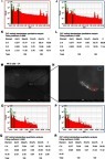 Figure S2 Energy dispersive X-ray spectroscopy analysis on a representative THLE-2 cell (A), a TIME cell (G) and a HK-2 cell (M, N), which were treated with 5 µg Au/mL of AuNPs-PAA-Ctxb for 3 h or 24 h. Gold mapping was performed on the THLE-2 cell (B) and the TIME cell (H). Bright signal zones (red squares) were analyzed resulting in specific X-ray spectra (C, I, O) and quantification of gold, carbon and oxygen (E, K, Q). No-signal zones (blue squares) were analyzed resulting in specific X-ray spectra (D, J, P) and the detection of only carbon and oxygen (F, L, R).