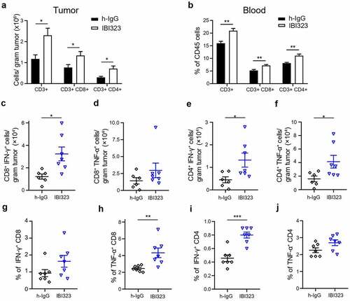 Figure 5. IBI323 treatment dramatically enhances tumor-specific CD8 + T cell response in human PD-L1/LAG-3 knock-in mice bearing human PD-L1-expressing MC38 tumors. Mice were injected with IgG and IBI323 at day 7, 10 and 14 post tumor cell implantation. At day 15, tumor and blood were collected and analyzed by flow cytometry for the absolute counts of the indicated cell subsets in tumor (a) and the proportions of indicated cell subsets within CD45+ cells in blood (b). (c–f) Absolute number of IFN-γ- and TNF-α- expressing T cells from the tumor were quantified, following ex vivo stimulation by MC38 cells. (g–j) Percentage of T cells expressing IFN-γ and TNF-α following ex vivo stimulation by MC38 cells in blood