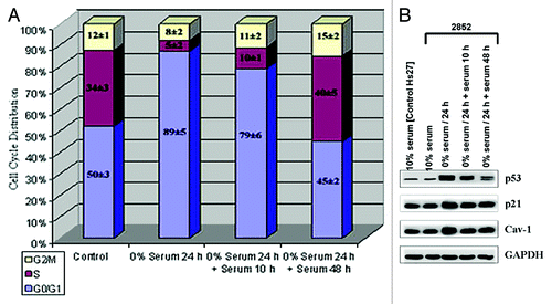 Figure 3. Cav-1 is expression in serum-starved cells. (A) 2852 (wild type p53) cells were serum-starved for 24 h and then fresh serum was added for 10, 48 or 67 h. Cells were analyzed by standard FACS using Becton Dickinson (BD) FACSAria (BD Biosciences). The cell cycle analysis represents the average of three independent experiments. (B) Immunoblot analysis of p53, p21 and Cav-1 expression in serum-starved 2852 cells from (A). Cells were harvested after 24 h of serum starvation followed by restoration of serum for 10, 48 and 67 h. Cell lysates were subjected to SDS-PAGE and western blot analysis using monoclonal antibodies specific to p53, p21 or Cav-1. GAPDH was used as a loading control.