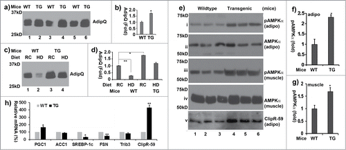 Figure 6. ClipR-59 transgenic mice show increased circulating adiponectin. (a) Western Blot analysis of plasma sera from 3-month old wildtype (WT) and ClipR-59 adipose transgenic mice (TG) fasted for 6 hours. 50ug of total plasma sera were separated on SDS page and probed with anti-adiponectin antibody. (b). Quantification of Western Blot in a). The plasma levels of adiponectin from wildtype mice were set as 1. Bar graphs show means ± STDV, n = 3. *P < 0.005. (c) Western Blot analysis of plasma sera from wildtype (WT) and ClipR-59 adipose transgenic mice (TG) under regular chow (RC) and high calorie diet (HD) for 12 weeks with anti-adiponectin antibody. (d) Quantification of Western Blot in (a). The plasma levels of adiponectin from wildtype mice under normal chow were set as 1. Bar graphs show means ± STDV, n = 3. *P < 0.042. **P < 0.002. (e) Western blot of analysis of tissue (adipose: adipo and skeletal muscle) extracts from wildtype (WT) and ClipR-59 adipose transgenic (TG) with anti-phospho-AMPKα at Thr172 (i and iii), anti-AMPKα (ii and iv) and anti-ClipR-59 (v) antibodies, respectively. (f) Quantification of adipose tissue pAMPKα in (e). The levels of pAMPKα in wildtype mice were set as 1 after normalized to total level of AMPKα. Bar graphs show means ± STDV, n = 3. *P < 0.043. (g) Quantification of muscle pAMPKα in (e). The levels of pAMPKα in wildtype mice were set as 1 after normalized to total level of AMPKα. *P < 0.0082. (h) RT-PCR analysis of the expression of PGC1a, ACC1, FASN, SREBP1c and ClipR-59 in ClipR-59 transgenic adipose tissue. Bar graphs show means ± STDV, n = 3. *P < 0.002, ** P < 0.03.