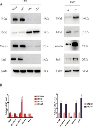 Figure 6 ITGA5 promotes the EMT of OSCC. (A) Western blot of EMT markers of OSCC cell line. (B) The relative mRNA level of EMT markers of OSCC cell line. *p<0.05.