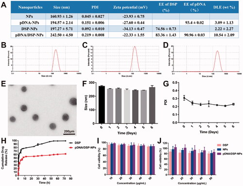 Figure 1. Characterization of pDNA/DSP-NPs. (A) Size, PDI, zeta, encapsulation efficiency, and drug loading efficiency of pDNA and DSP in NPs, pDNA-NPs, DSP-NPs, and pDNA/DSP-NPs. Size distribution of pDNA-NPs (B), DSP-NPs (C), and pDNA/DSP-NPs (D). (E) TEM images of pDNA/DSP-NPs. The stability of pDNA/DSP-NPs was measured in terms of particle size (F) and PDI (G) at 4 °C during storage. Results were presented as mean ± SD (n = 3). (H) In vitro release of DSP from Free DSP and pDNA/DSP-NPs, the concentration of DSP was determined by HPLC. Results were presented as mean ± SD (n = 3). Cytotoxicity of formulations with DSP at different concentrations (10, 20, 30, 40, 50 μg/mL) in RAW264.7 cells (I) and HUVEC cells (J). Results were presented as mean ± SD (n = 5).