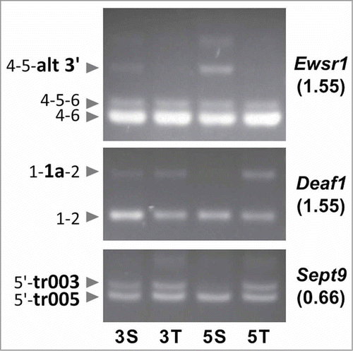 Figure 4. Prolonged SMN depletion in NB2a cells leads to more extensive splicing alterations. Mouse NB2a cells were depleted of SMN or TCRβ for 3 and 5 days, and the splicing of the gene region of interest was analyzed by RT-PCR as described in the legend of Figure 2 . Numbers in brackets below the gene symbols represent the fold change in probe inclusion (dI) in SMA mice as calculated from the microarray data (1 = equal inclusion). The exons contained in the amplified products are indicated on the left with alternative exons shown in larger font size and bold letters; alt 3': alternative 3' exon; a: alternative exon. For Sept9, the assay detects a switch between the alternative 5' exons of the transcripts 003 and 005.