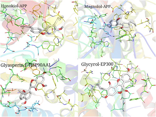 Figure 11. Examples of the molecular docking results of active ingredients and targets. Binding pattern between Honokiol and APP; binding pattern between Magnolol and APP; binding pattern between Glyasperin F and HSP90AA1; binding pattern between Glycyrol and EP300.