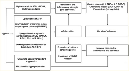 Figure 1 A summary of the various links between hypoxia and AD (both dependent and independent of Aβ accumulation) discussed..