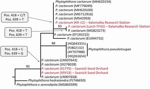 Fig. 2 Phytophthora cactorum isolates obtained from western white pine at the Saanich Seed Orchard and Kalamalka Research Station have different origins. The tree is a maximum-likelihood phylogenetic tree including P. cactorum isolates from the Saanich Seed Orchard and Kalamalka Research Station orchard (in red) and reference sequences for closest homologs retrieved in the NCBI database (in black, with Genbank accession number). Numbers above nodes are statistical support values obtained from 100 bootstrap samples; poor statistical support under 50% is not represented. Grey boxes indicate the alignment position of intraspecific polymorphisms in P. cactorum.