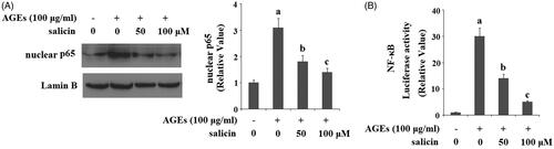 Figure 8. Salicin treatment inhibits AGEs-induced activation of NF-κB in human SW1353 cells. Human SW1353 cells were treated with 100 μg/ml AGEs in the presence or absence of 50 and 100 μM salicin for 48 h. (A). Nuclear translocation of p65; Lamin B was used as a positive control; (B). Luciferase activity of NF-κB was determined (a, b, c, p < .01 vs. previous column group).