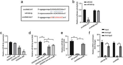 Figure 3. CircRIMS directly targets and adsorb mir-96-5p.