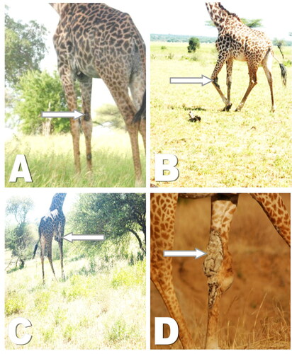 Figure 2. Characterization of giraffe skin disease lesions based on degree of severity. A: Mild lesion on fore limbs, B: Moderate lesions with lumpy appearance and sores C: Moderate lesions on brisket characterized by inflammation D: Severe lesion, severe wrinkling and inflammation.