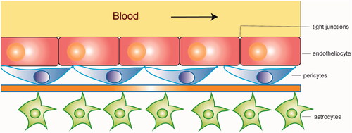 Figure 3. The structure of the blood-brain barrier (BBB).