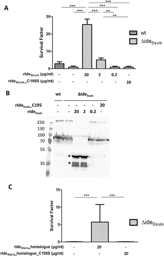 Figure 3. IgM proteolysis by rIdeSsuis and rIdeSsuis_homologue promotes survival of S. suis 10∆ideSsuis in porcine blood. (a) Blood survival assay in whole porcine blood of growing piglets with high specific anti-S. suis IgM antibody titers. S. suis 10∆ideSsuis was supplemented with 0.2, 2, 20 µg rIdeSsuis or 20 µg rIdeSsuis_C195S (n = 8) per ml blood. The survival factor of S. suis strain 10 and the isogenic deletion mutant 10∆ideSsuis in porcine blood with the addition of rIdeSsuis and rIdeSsuis_C195S after a two-hour incubation period at 37°C is depicted. Bars and error bars represent means and standard deviations. Significant differences are indicated. Probabilities were considered as follows p < 0.05 *, p < 0.01 **, p < 0.001 ***. (b) Anti-IgM Western blot analysis of plasma after the blood survival assay shown in Figure 4(a). IgM cleavage products were detectable in plasma after a blood survival assay including 2 and 20 µg rIdeSsuis and as faint bands in association with incomplete cleavage also for 0.2 µg rIdeSsuis. Marker bands in kDa are shown on the left-hand side. Asterisks indicate IgM cleavage products for the first positive lane. (c) Blood survival assay of S. suis 10∆ideSsuis in whole porcine blood of growing piglets (n = 6). S. suis 10∆ideSsuis was supplemented with 20 µg rIdeSsuis_homologue or rIdeSsuis_homologue_C195S per ml blood (n = 6). Survival factors were calculated and are depicted analogously to Fig. (A).