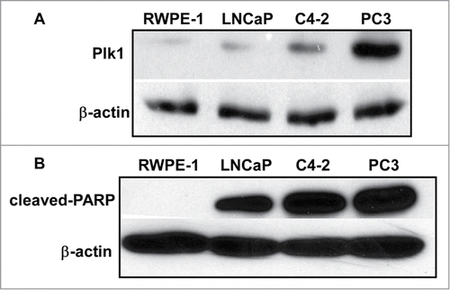 Figure 1. Plk1 level is correlated with tumorigenicity in different prostate cell lines. (A) Immunoblotting of Plk1 in RWPE-1, LNCaP, C4–2 and PC3 cells. (B) RWPE-1, LNCaP, C4-2 and PC3 cells were treated with 20 nmol/L BI2536 for 24 hours and harvested.