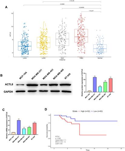 Figure 1 ACTL8 expression was upregulated in TNBC and associated with the poor prognosis of TNBC. (A) TCGA dataset analysis showing the expression of ACTL8 in different molecular subtypes of breast cancer. (B) ACTL8 protein expression in TNBC cells was determined by Western blot. (C) mRNA expression of ACTL8 in TNBC cells was determined by qRT-PCR. (D) Kaplan–Meier survival analysis of overall survival based on TCGA data. **P < 0.01, vs normal group (A); **P < 0.01, vs MCF-10A cells group (B and C).