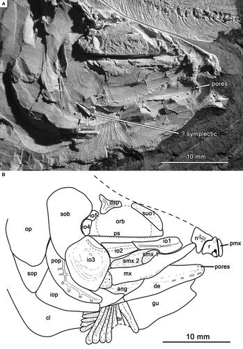 Fig. 3. Aphnelepis australis (AM F120492). A, Lateral view of lower head showing two supramaxillae, possible symplectic, and pores on dentary; B, Interpretative drawing with labels. Abbreviations: ang, angular; br, branchiostegal ray; cl, cleithrum; de, dentary; dsp, dermosphenotic; gu, gular; io 1–5, infraorbitals 1–5; iop, interopercle; mx, maxilla; n, nasal; op, opercle; orb, orbit; pmx, premaxilla; pop, preopercle; ps, parasphenoid; r, rostral bone; smx, supramaxilla; sob, suborbital; sop, subopercle; suo, supraorbital bone.