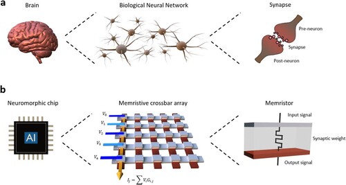 Figure 4. Neuromorphic computing architecture inspired by a human brain. (a) The brain computing architecture, built from the collection of neurons, is interconnected by synapses. (b) AI chips developed from brain-inspired architecture using memristors as artificial neurons interconnected in a crossbar array to mimic synaptic connections.