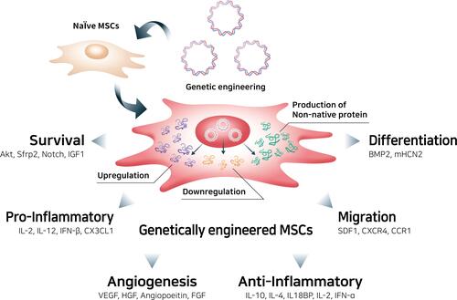 Figure 4 Genetic engineering of mesenchymal stem cells to enhance therapeutic efficacy.