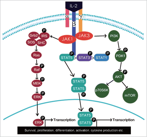Figure 2. Signaling pathways of IL-2.