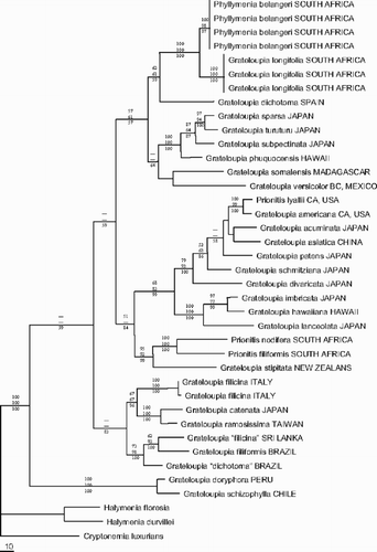 Fig. 17. Phylogram of one out of two most parsimonious trees (Length = 1163) inferred from rbcL sequence data. Bootstrap percentages of MP (top) and ML (middle) as well as posterior probabilities of BI (bottom) are indicated for each node if higher than 50%.