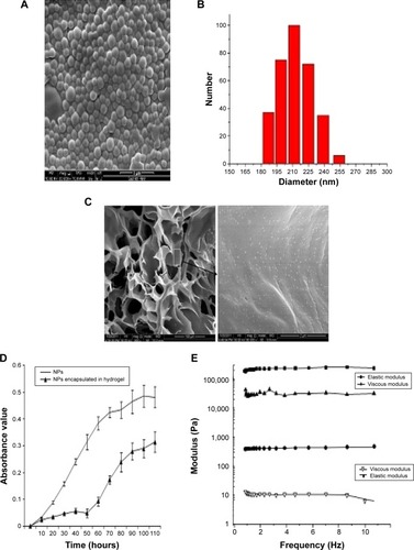 Figure 1 Release assay profile in vitro.Notes: (A) SEM morphology of the prepared gelatin NPs. (B) DLS analysis of the gelatin NPs. (C) SEM image and a zoomed image showing the gelatin NPs covalently conjugated to the hydrogel. (D) The UV results of BIO absorption showing the release profiles in the free NP group and in the gelatin NP encapsulated in hydrogel group. (E) Mechanical properties of the hydrogel before and after release.Abbreviations: SEM, scanning electron microscope; DLS, dynamic light scattering; BIO, 6-bromoindirubin-3-oxime; NP, nanoparticle; UV, ultraviolet.