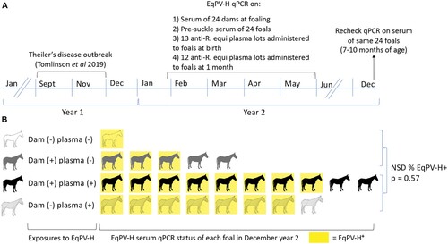 Figure 6. EqPV-H was not transmitted vertically, but was efficiently transmitted to foals by 7–10 months of age. (A) Following an outbreak of Theiler’s disease in September–November of year 1, all foals born on the farm were monitored for EqPV-H infection. EqPV-H qPCR was performed on dam and foal serum collected at birth (ranged from January-May) and foal serum from December. All foals received hyperimmune plasma at birth and at one month of age and these plasma lots were tested by qPCR. (B) Foals were exposed to EqPV-H positive dams and/or plasma and no clear association between these exposures and foal viremia at 7–10 month of age was discernable. Fifteen foals were born to EqPV-H+ dams and 9 to EqPV-H− dams, but no in utero transmission was observed, as all foals were EqPV-H serum qPCR negative at birth. After birth, foals were exposed to EqPV-H+ dams, EqPV-H+ hyperimmune plasma, or both (indicated by each row). In December of their birth year, 79% (19/24) of foals were EqPV-H serum qPCR positive (indicated by yellow colour). There was no statistical difference in proportion of infected foals between those that had received EqPV-H− or EqPV-H+ plasma (p = 0.57). R. equi, Rhodococcus equi; NSD, no significant difference.