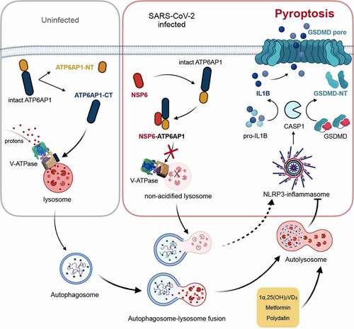 Figure 1. Schematic diagram depicting the pro-pyroptotic mechanism of SARS-CoV-2 NSP6 in lung epithelial cells. NSP6 binds to the full-length ATP6AP1 to inhibit its cleavage-dependent activation, resulting in lysosome deacidification, autophagic flux impairment, NLRP3 inflammasome activation, and eventually pyroptotic cell death. 1α,25-dihyroxyvitamin D3 (1α,25[OH]2VD3), metformin, and polydatin block the pro-pyroptotic action of NSP6 by restoring the autophagic flux. CT, C-terminal; NT, N-terminal; V-ATPase, vacuolar-type ATPase.