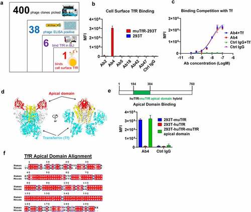 Figure 1. Screening and characterization of anti muTfR mAbs. a. The process of identifying anti-muTfR Ab4. A total of 400 scFv phage colonies were picked using the Qpix instrument from the 3rd round of panning output; and 38 clones were found to be positive in phage ELISA against muTfR-His. After sequencing, 6 unique scFv clones were converted to full IgG1. BLI assay showed 6 antibodies were able to bind to muTfR-His. b. Antibody Ab4 was identified to bind to surface expressed muTfR on HEK293T cells by flow cytometry. MFI is the mean fluorescent intensity of live cells, n = 3 independent repeats. c. Ab4 showed no competition with muTf in muTfR binding. HEK293T-muTfR was incubated with 10 μg/mL Ab4 or Ctrl IgG with or without 10 μM muTf. The amount of antibody binding to the cell surface was presented as the mean fluorescence intensity MFI, n = 3 independent repeats. d. Since muTfR structure is not available, we use the crystal structure of huTfR-huTf complex to demonstrate that the apical domain is distant from where Tf binds TfR.Citation31 Images of the crystal structures were derived from PDB file 1SUV with proteins showing in ribbons. Both TfR and Tf were shown as dimers with their major domains identified: the apical domain of TfR (red), the helical domain of TfR (yellow), the protease-like domain of TfR (white), and Tf (cyan). e. Ab4 binds to muTfR and huTfR-muTfR apical domain hybrid expressed on HEK293T cell surface, but not to huTfR. MFI is the mean fluorescent intensity of live cells, n = 3 independent repeats. The huTfR-muTfR apical domain hybrid was constructed by replacing the apical domain of human TfR (aa 184–384) with the corresponding apical domain from the muTfR. f. Protein sequence alignment of the apical domains of human and muTfRs. Error bars in graphs of b, c, and e represent mean ± SD of three replications.