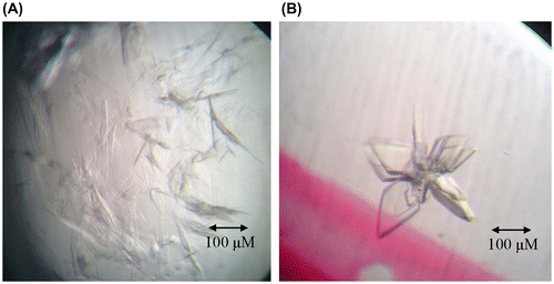 Fig. 4. Crystallization of N-terminal domains of human ubiquitin E1.Notes: (A) Crystals of N-terminal domains of human ubiquitin E1 after three days at room temperature with the reservoir buffer containing 0.1 M Na3Citrate pH 5.6 and 3.2 M NH4Ac. (B) Optimized crystals of N-terminal domains of human ubiquitin E1 by microseeding, after two days growth at room temperature with the reservoir buffer containing 0.1 M Na3Citrate pH 5.6 and 3.0 M NH4Ac.