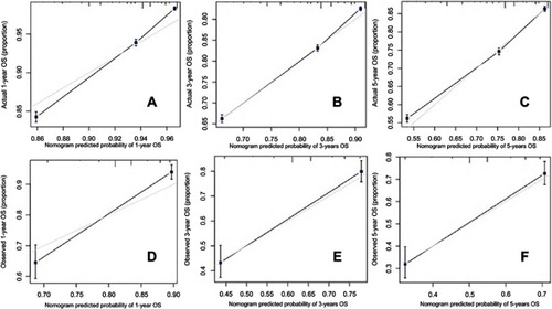 Figure S5 Calibration curves for the nomogram. The calibration curves predict OS at 1 year (A), 3 years (B), and 5 years (C) in the primary cohort and at 1 year (D), 3 years (E) and 5 years (F) in the validation cohort.Abbreviation: OS, overall survival.