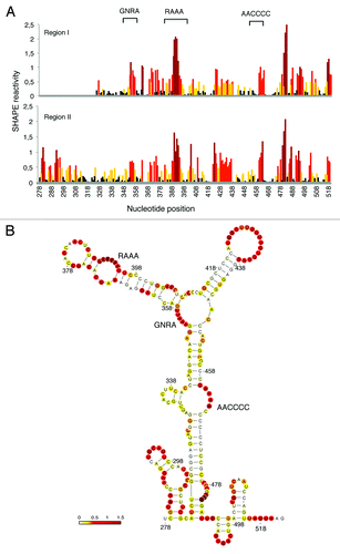 Figure 6. SHAPE reactivity of TAF6 regions I and II. (A) Reactivity of transcripts I and II. Values correspond to the mean SHAPE reactivity of two independent assays normalized by QuSHAPE as described.Citation58 Nucleotide positions are indicated on the x-axis. (B) RNA structure of the IRES-like subdomain. RNA structure was calculated using RNAsc (http://bioinformatics.bc.edu/clotelab/RNAsc/) and visualized with VARNA.Citation60 SHAPE reactivity was represented in a colored scale in which 0 indicates unreactive nucleotides and the average intensity at highly reactive nucleotides is set to 1.0.