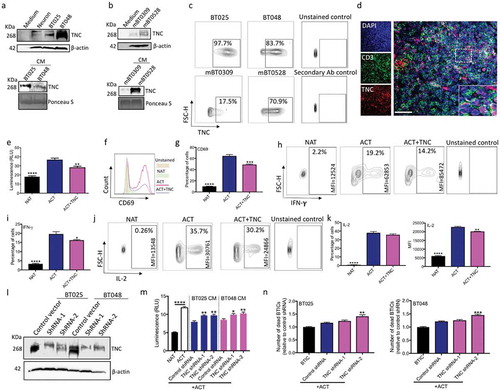 Figure 3. TNC produced by BTICs is in proximity to T cells in the brain tumor microenvironment; in culture TNC inhibits T cell responses. (a, b) Immunoblots of lysates prepared from human and mouse BTIC lines show TNC expression; neuronal lysate is included as a non-transformed control comparison. Moreover, TNC is present in the conditioned medium (CM) of human and mouse BTIC lines. (c) Flow cytometry analysis show surface expression of TNC on human and mouse BTIC lines. (d) Representative image from immunofluorescence staining shows the high level of expression of TNC in the glioblastoma microenvironment, in proximity to CD3-positive T cells in a tumor area with high T cell infiltration. (e) Purified TNC significantly reduced T cell proliferation as determined by ATP Luminescence assay. (f, g) Activated T cells show a decreased level of CD69 expression following exposure to TNC. (h-k) T cells exposed to TNC significantly lowered their expression of IFN-γ and IL-2 compared to activated T cells. (l) Following shRNA transduction, Western blot analysis confirmed the reduction of TNC in two human BTIC lines. (m) CM from TNC knock-down BTICs inhibited T cell proliferation to a significantly lesser extent than control shRNA. (n) Silencing of TNC in BTICs results in the enhanced cytotoxic ability of T cells as shown by increased number of dead BTICs compared to control shRNA. All bars are mean ± SEM of triplicate cultures. Data in all panels are analyzed by 1-way ANOVA with Tukey’s multiple comparisons post-hoc test. *P < 0.05, **P < 10–2, ***P < 10–3, ****P < 10–4 compared to ACT group (p values in panel m and n are relative to control shRNA unless otherwise displayed). BTIC, Brain tumor initiating cell; ACT, activated T cell; NAT, non-activated T cell; CM, Conditioned medium; MFI, Mean flourescence Intensity. Scale bar, 50 μm.