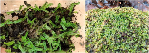 Figure 6. (A) Marchantia species with flattened thallus. (B) A “leafy” form of a liverwort.
