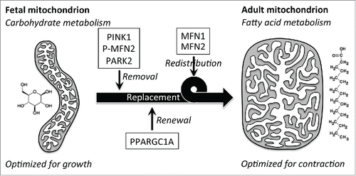 Figure 1. Schematic depiction of putative roles for the PINK1 -MFN2-PARK2 mitophagy pathway, PPARGC1A-directed biogenesis, and mitochondrial fusion mediated by MFN1 and MFN2 in the perinatal transition from fetal to adult heart metabolism. Our recent study defined the PARK2 pathway's mechanism. The role of PPARGC1A and biogenesis was inferred from mRNA expression profiling results. We hypothesize that mitochondrial fusion can be a mechanism for distributing biogenically synthesized adult components throughout the mitochondrial pool.