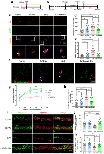 Figure 8. Short-chain fatty acids (SCFAs) alleviated synapse loss by inhibiting synaptic engulfment of microglia in vitro.