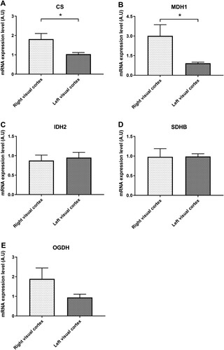 Figure 4. Differences in enzymes of the tricarboxylic acid (TCA) cycle. The levels of citrate synthase (CS, A) and malate dehydrogenase I (MDHI, B) significantly increased in the right visual cortex. The isocitrate hydrogenase (IDH2, C) and succinate dehydrogenase complex iron sulfur subunit B (SDHB, D) did not show any difference in the right and left visual cortices. The level of oxoglutarate dehydrogenase (OGHD) increased in the right visual cortex without statistical significance (E).