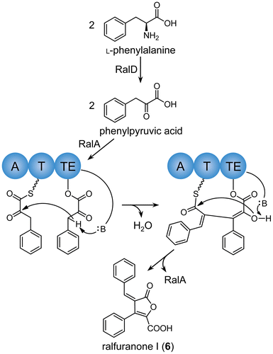 Scheme 1. Biosynthetic pathway of ralfuranone I (6) from l-phenylalanine. RalD is the pyridoxal phosphate-dependent aminotransferase. RalA is the NRPS-like furanone synthase composed of adenylation (A), thiolation (T), and thioesterase (TE) domains.