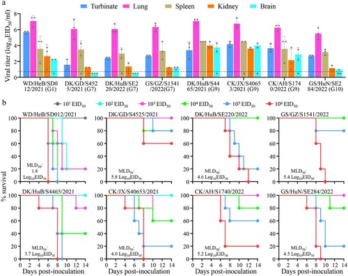 Figure 4. Replication and virulence of H5N1 viruses in mice. (a) Virus titers in organs of mice inoculated intranasally with 106 EID50 of different H5N1 viruses. Three mice from each group were euthanized and their organs were collected on day 3 post-inoculation for virus titration in eggs. Data shown are means ± standard deviations. The dashed line indicates the lower limit of detection. (b) Death pattern and MLD50 values of the indicated viruses.