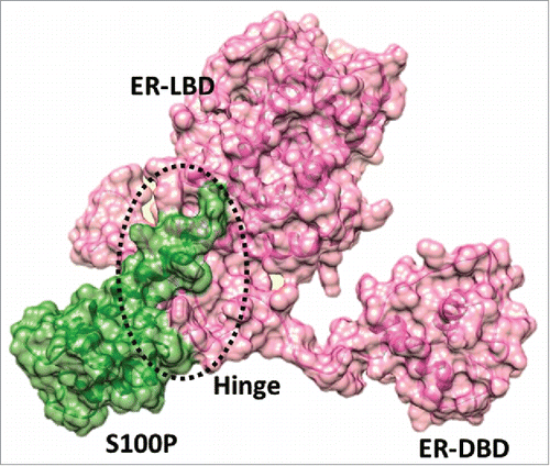 Figure 3. Docking pose of S100P –full length ERα complex. Atomic coordinate structure with surface representation of Cluster 2; S100P is rendered in green and ERα in pink.