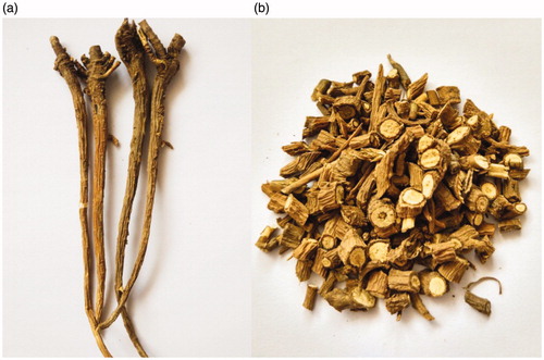 Figure 1. Radix Bupleuri (a) and its pieces (b).