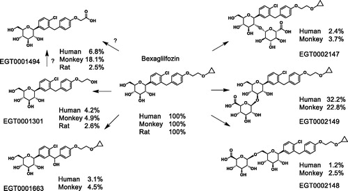 Figure 3. Metabolic fate of bexagliflozin in rats, monkeys and humans. The principal metabolites of the parent compound bexagliflozin in SD rats, cynomolgus monkeys and healthy human subjects are displayed above. The percentages represent the plasma AUC proportionality relative to bexagliflozin.