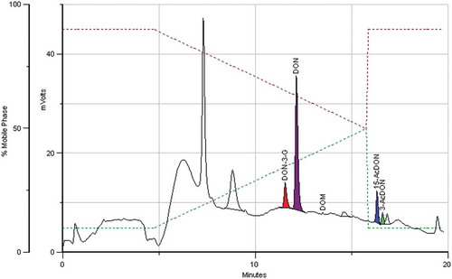 Figure 1. IAC-HPLC-PCD-FLD chromatogram of a standard equivalent to 100/30/10 μg kg−1 of DON/DON3 G and 15-AcDON/3-AcDON.
