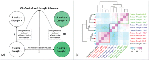 Figure 2. Experiment design and expression correlation between maize genes in roots (A) Strategies to decipher P. indica-induced drought tolerance related genes. (B) Clustering of different samples by spearman correlation analysis based on FPKM (Fragment Per Kilo bases per Million reads) of each transcript. The color scale indicates the degree of correlation coefficient (blue for low correlation and pink for high correlation). Samples clustered together were indicated by rectangle box (red, blue, and green, respectively). The map was generated using R packages.