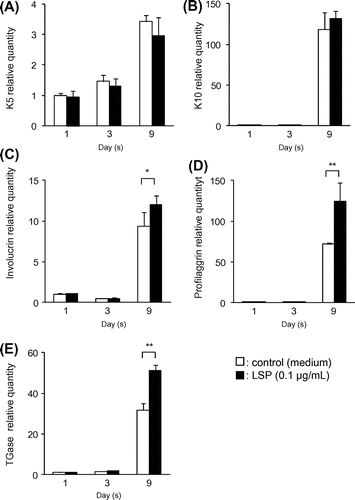 Fig. 1. Effects of LSP on mRNA Expression Level of Differentiating Gene in Normal Human Keratinocytes.Note: NHEK were incubated with 0.1 μg/mL of LSP or medium (vehicle) and gene expression levels for K5 (A), K10 (B), Involucrin (C), Profilaggrin (D), and TGase (E) genes expression were measured by real-time PCR on the first, third and ninth day. The results of relative quantification where gene expression levels with no SP of 1st day (control on the 1st day) are “1”. The mRNA levels were normalized by dividing the quantity of GAPDH in each sample. Values are means ± SD of three experiments. *p < 0.05, **p < 0.01: compared to the control on the ninth day group. The statistical analysis was conducted using Tukey’s multiple statistical tests.