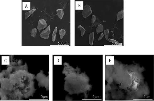 Figure 1. SEM images of CRT funnel glass after mechanical activation for 2 hr at different rotational speeds under an ambient atmosphere: (A) raw material; (B) 100 rpm; (C) 300 rpm; (D) 500 rpm; (E) 700 rpm.