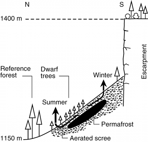 FIGURE 2.  A simplified scheme of air circulation through the block fields overlaying the permafrost zone at Creux du Van (following CitationDelaloye et al., 2003)