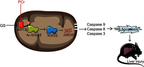 Figure 6 Proposed model of how phosphocreatine attenuates Gynura segetum-induced liver injury created via a SIRT3-SOD2 pathway.